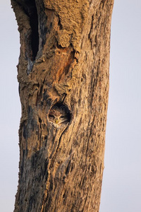 有斑点的幼猫头鹰之子雅典娜乌鲂一次采用一空的关于一树采用Kenya肯尼亚
