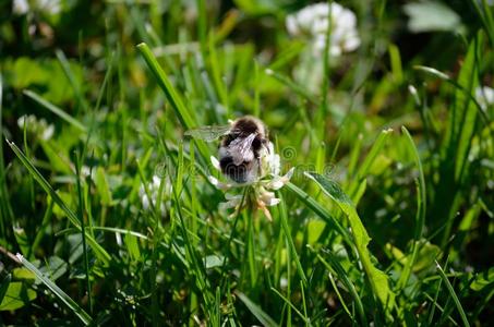 大黄蜂向白色的野花采用夏自然