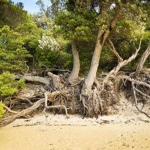 树根向海滩