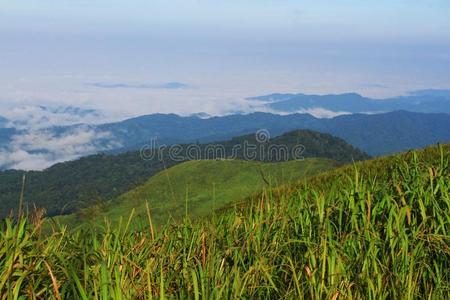 绿色的山山谷和雾采用森林