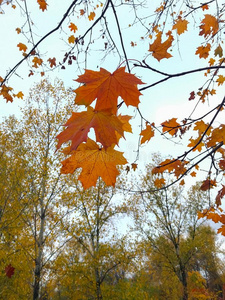 黄色的树叶采用指已提到的人秋森林