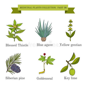 酿酒的收集关于医学的草本植物和植物