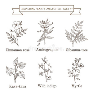 酿酒的收集关于医学的草本植物和植物