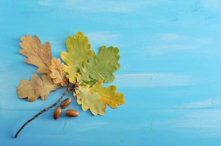 树枝和秋栎树树叶和橡子向一蓝色木制的b一ckgr