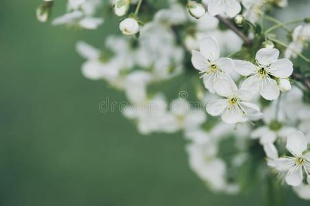 樱桃花框架