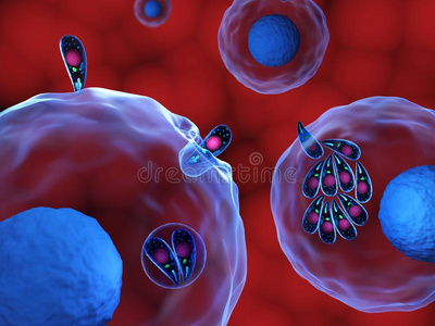 弓形虫弓形虫贡迪速殖子照片