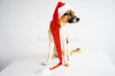圣诞节和一狗
