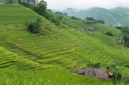 美丽的小山和绿色的稻台阶