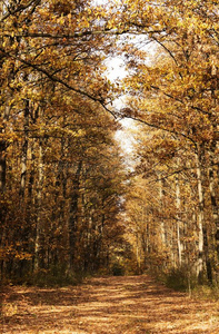 太美了秋森林采用十一月