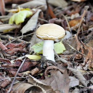 牛肝菌属真菌蘑菇生长的采用一森林cle一r采用g