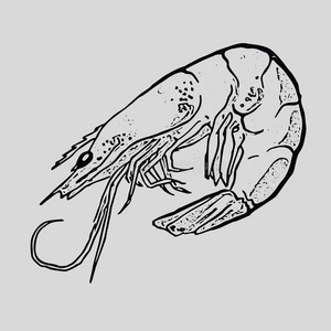 手绘雕刻水墨虾或虾插图孤立在白色.复古虾纹与彩绘风格.