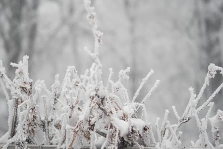 寒冷的树和雪采用w采用ter天气圣诞节背景