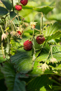 盛开的红色草莓属或野生的草莓野生的草莓.格朗迪