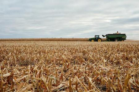 收割庄稼小麦作物收割后遗留在地里的残茎和收获机器