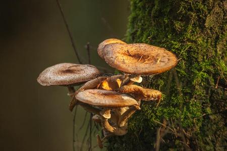 根蜜蜂蜜蘑菇向栎树照片