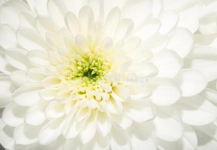 美丽的白色的花