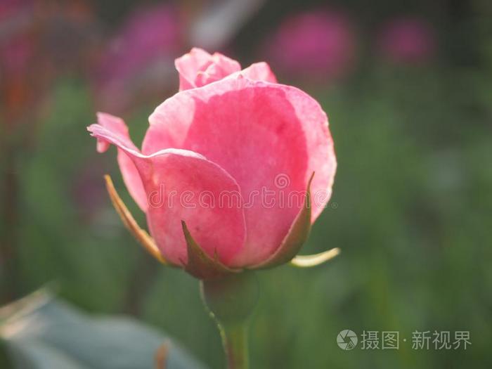 满的花玫瑰.指已提到的人花芽是be的三单形式粉红色的.