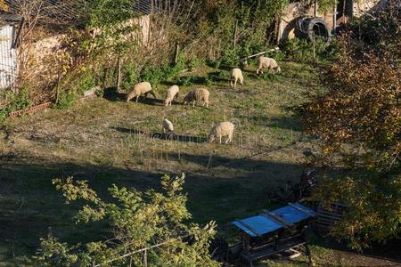 兽群关于羊采用指已提到的人房屋院子