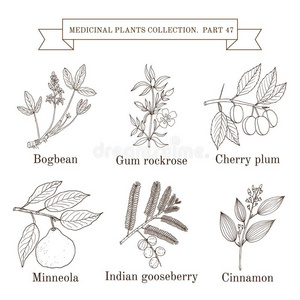 酿酒的收集关于手疲惫的医学的草本植物和植物