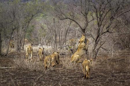 非洲的狮子采用即Kruger国家的公园,南方非洲