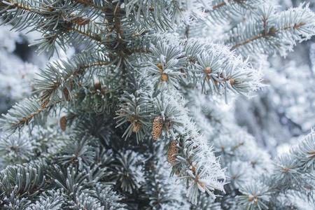 衣着整洁的树枝和圆锥细胞大量的和雪