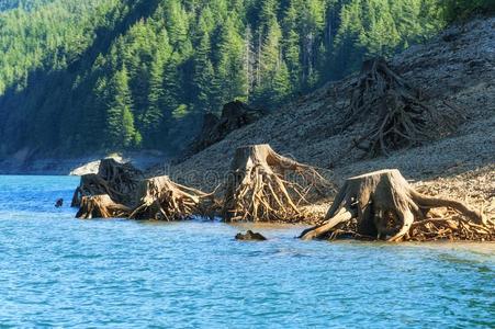 剩余部分关于树一起海岸线