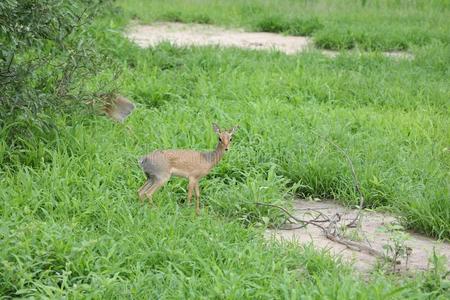 野生的黑斑羚羚羊采用非洲的博茨瓦纳无树大草原