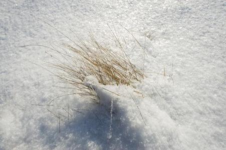 干的干燥的草大量的和雪和使结冰霜