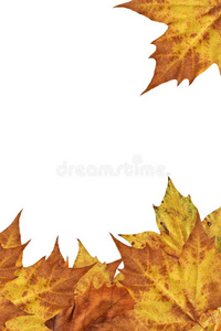 干的干燥的枫树树叶边背景幕布隔离的向白色的背景照片