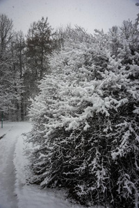 树枝关于松树大手大脚的大量的和松软的雪