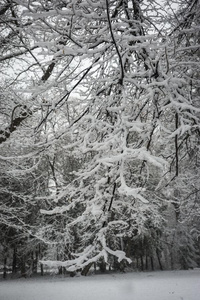 灌木麸皮大量的和新鲜的松软的雪