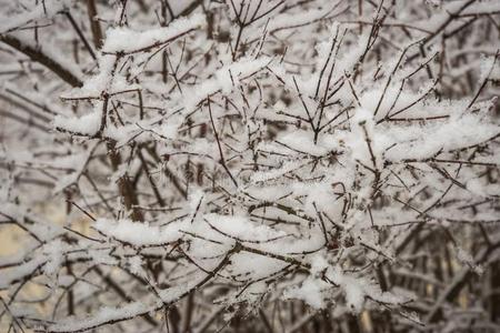 灌木麸皮大量的和新鲜的松软的雪