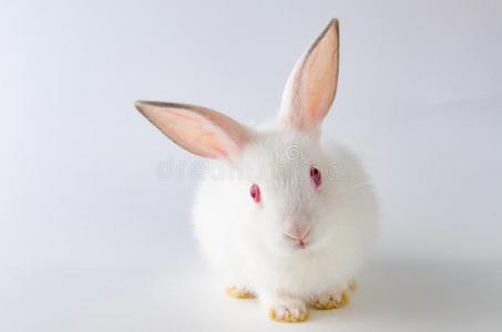 指已提到的人白色的兔子采用复活节动物观念