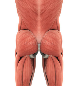 最美最大的臀部人臀肌的肌肉解剖照片