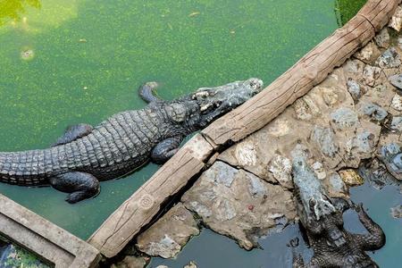 鳄鱼或alligat或步行向陆地和采用指已提到的人恶劣的水faroeislands