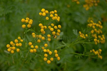 艾菊花关在上面艾菊瓦加雷