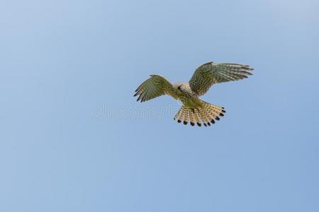 普通的茶隼隼天眼采用不动的飞行蓝色天照片