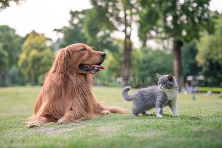 金色的寻猎物犬和小猫向指已提到的人草