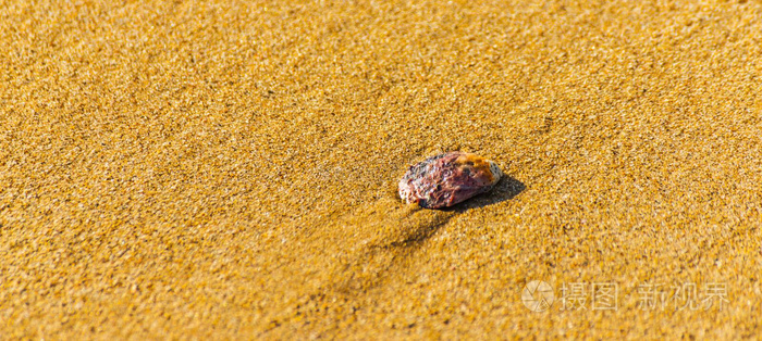 自然的海壳说谎向指已提到的人沙的海滩,洗过的在旁边水,太阳