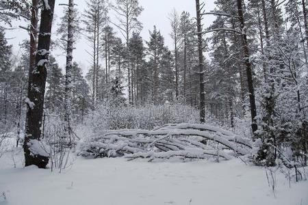 美丽的冬风景.冬森林采用指已提到的人雪.