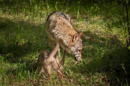 鄙视灰色的狼canister小罐狼疮和小狗鄙视地说关于照片