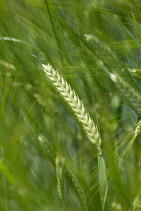 谷类植物谷物和农作物田