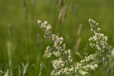 谷类植物谷物和农作物田