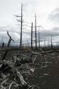 自然的灾难烧坏的树采用死去的森林死去的木材向坎卡特