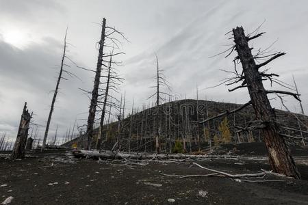 自然的灾难死去的木材死去的森林向堪察加半岛半岛