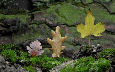 森林错觉抽象的作品关于秋树叶.