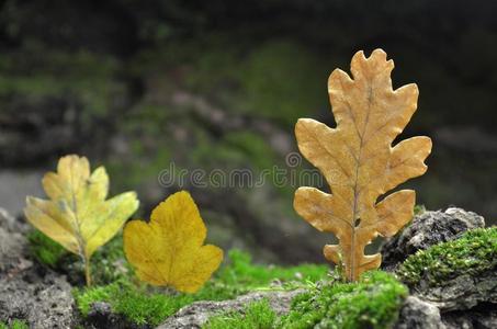 森林错觉抽象的作品关于秋树叶.