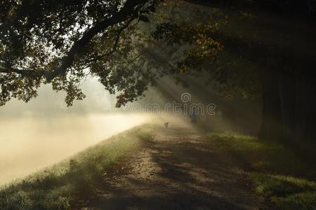 秘密路,多雾的风景,早晨秋公园和太阳微量