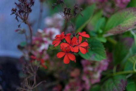 菲律宾人小的红色的花血清采用花园