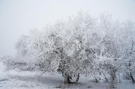 冬树采用指已提到的人雪